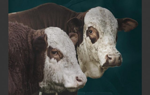 sumario hereford e braford