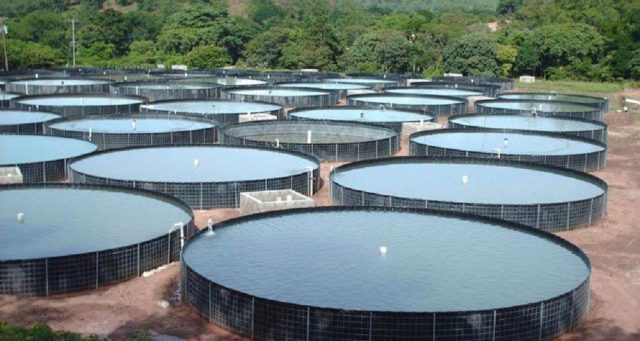 tanque-circular-para-piscicultura-150000lts-1300-x-120mts-D_NQ_NP_847261-MLB29550568974_032019-F