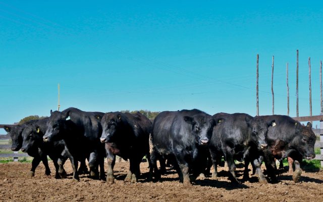 touros angus campeoes de cocho
