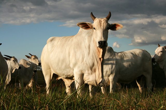 vaca nelore vaca nelore