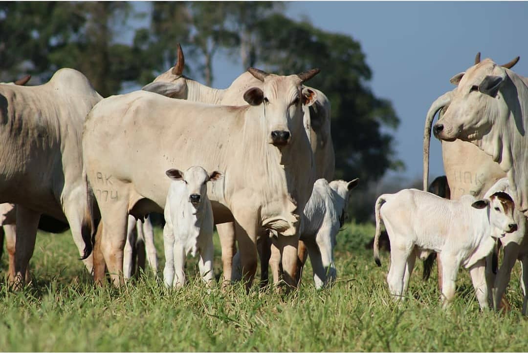 vaca nelore com bezerro no pe