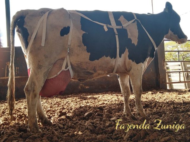 vaca_zuniga_eveline