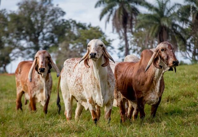 vacas gir leiteiro vacas gir leiteiro