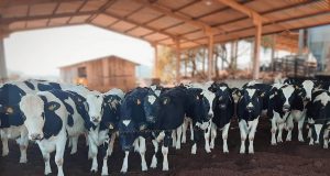 vacas leiteiras em compost barn