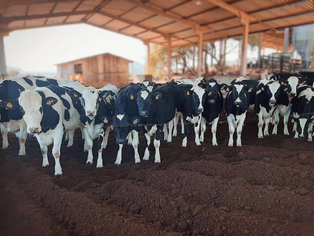 vacas leiteiras em compost barn