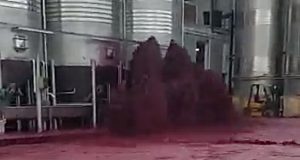 vinicola perde 50 mil litros de vinho
