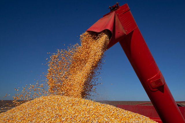 Encarecimento acentuado dos grãos preocupa indústria da carne Encarecimento acentuado dos grãos preocupa indústria da carne