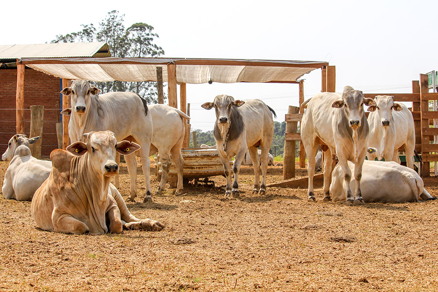 201006_DietaConcentradoBovinos_animais_confinamento