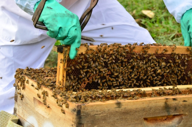 A partir de setembro, com o plantio para a próxima safra e a floração, é necessário intensificar os cuidados para que não haja danos aos polinizadores