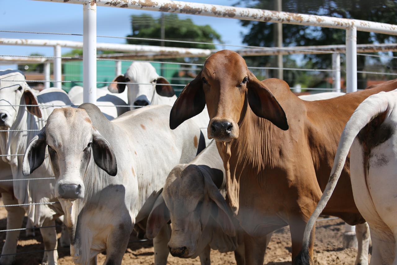 Animais Brahman no parque de Araçatuba