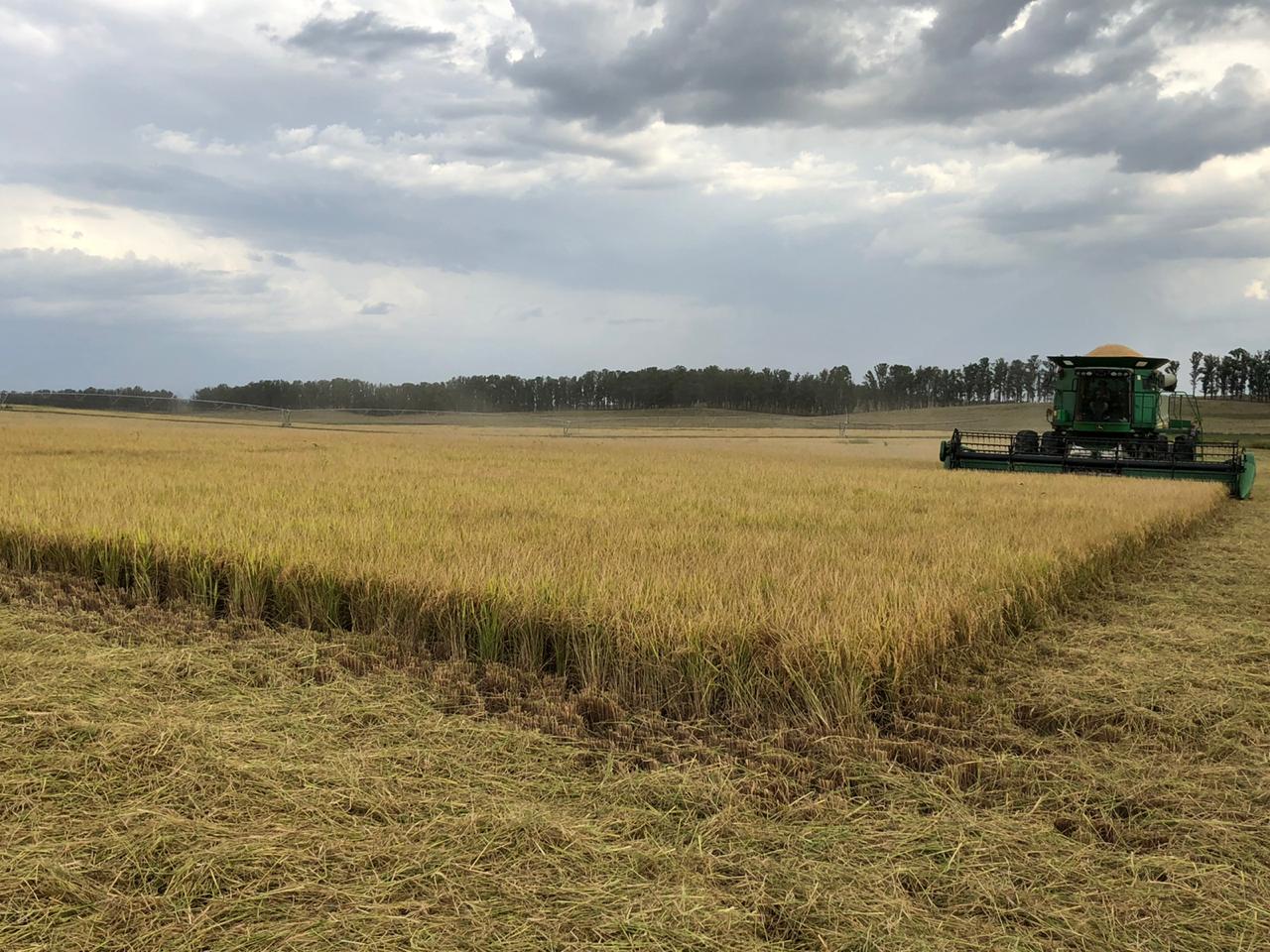 Arroz irrigado ganha espaço no sistema rotacionado