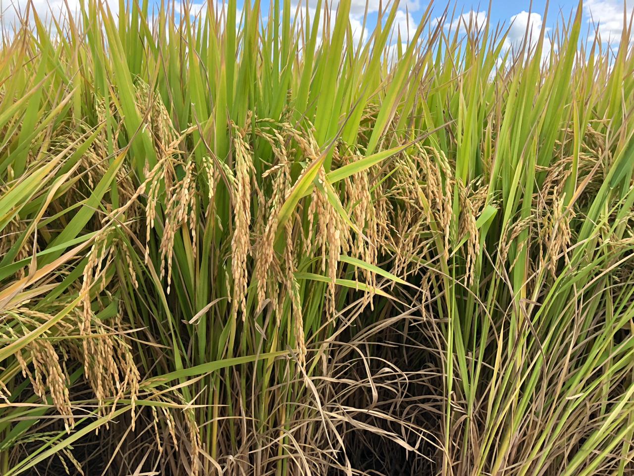 Arroz irrigado ganha espaço no sistema rotacionado