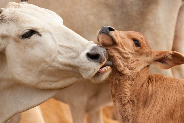 BiogenesisBago2020-Sanidade-cria-vacinacao