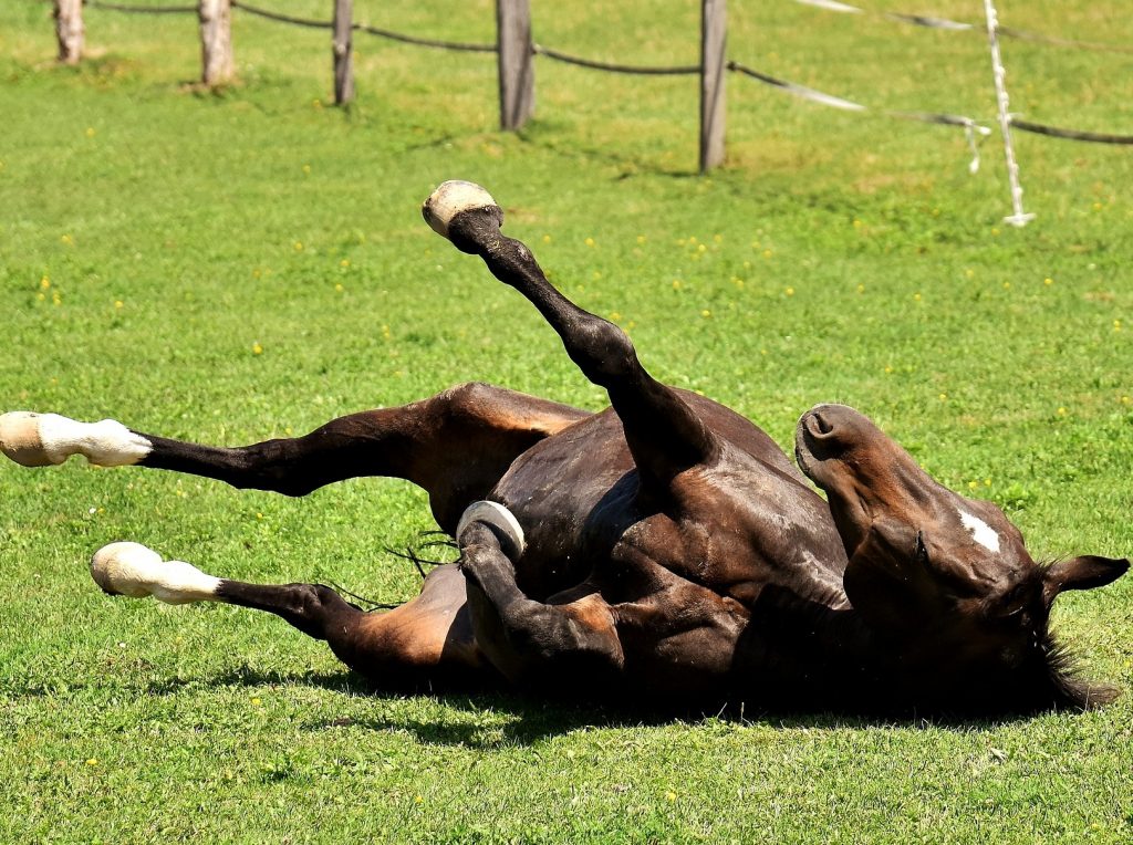 Capim mata cavalos e pode causar prejuízos - CompreRural