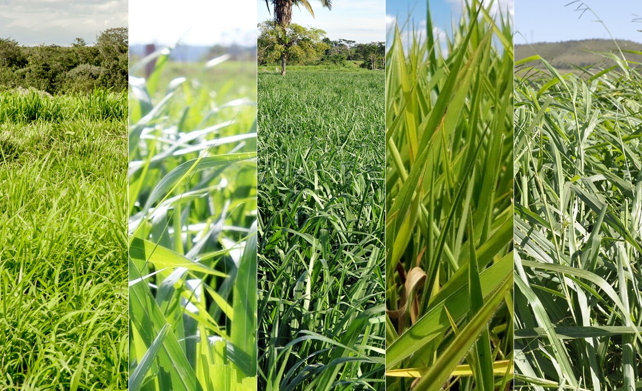 Conheça as últimas cultivares de forrageiras para pastejo desenvolvidas para o Cerrado