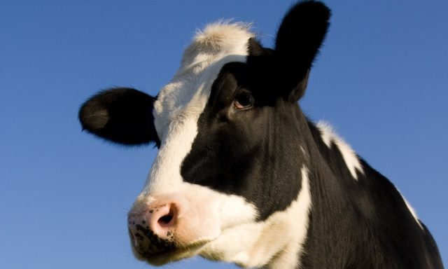 Dicas para fazer o controle leiteiro na fazenda