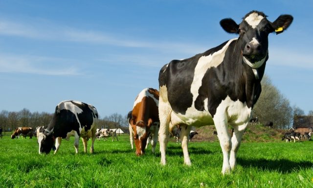 Dicas para fazer o controle leiteiro na fazenda