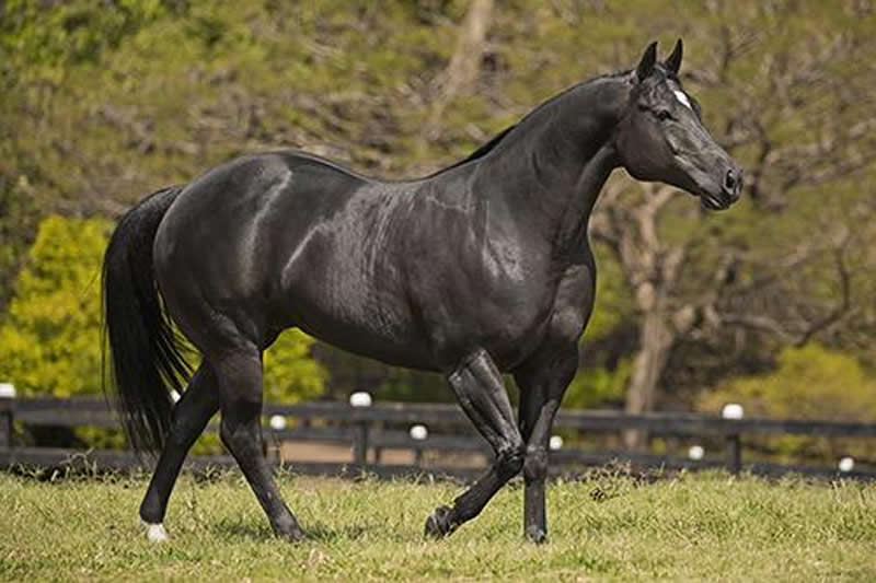 Nossa Homenagem ao Dia do Cavalo - Agnaldo Agostinho 