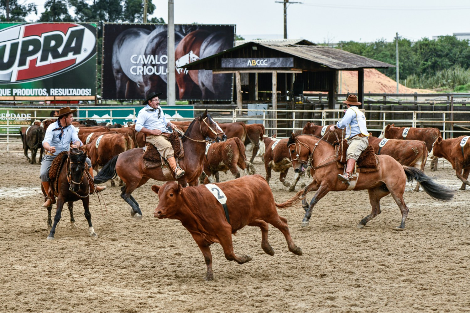 Final Campereada 2019 - Crédito Leandro Vieira ABCCC Divulgação