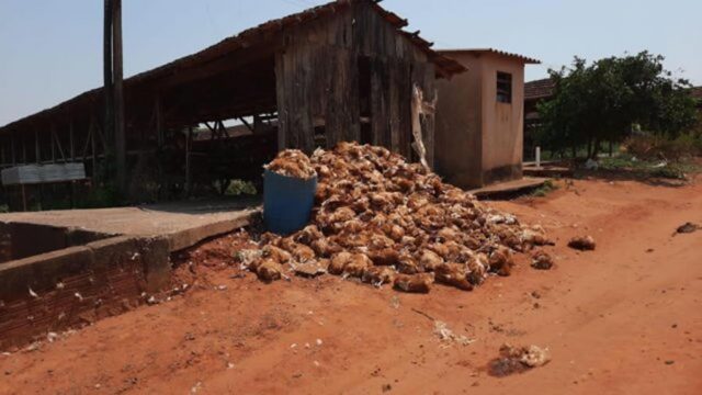 Frango-morto-640x360