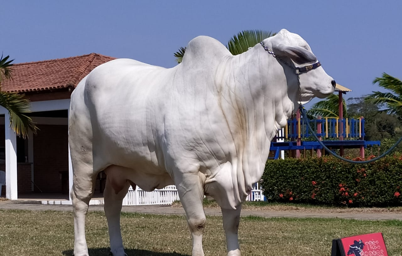 Grande Campeã da Expoinel - Ipanema FIV Angico