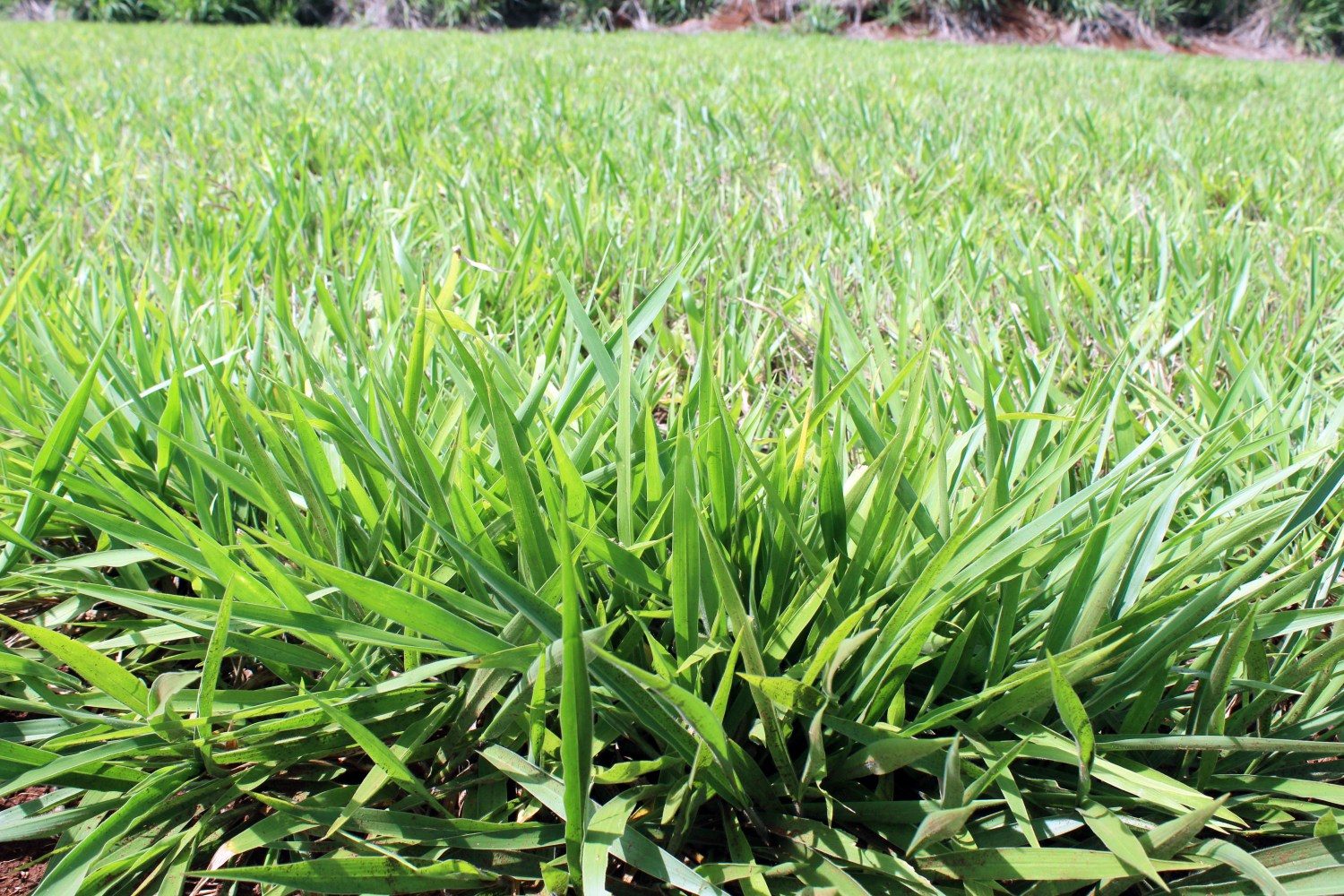 Imagens do Capim Ipyporã em campo e detalhes da folha