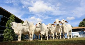 Julgamento Brahman a Campo