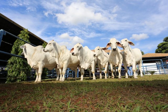 Julgamento Brahman a Campo Julgamento Brahman a Campo