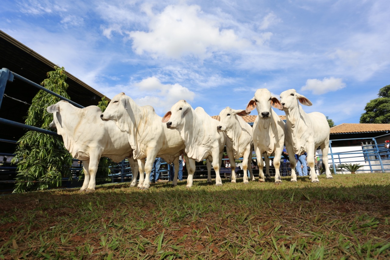 Julgamento Brahman a Campo