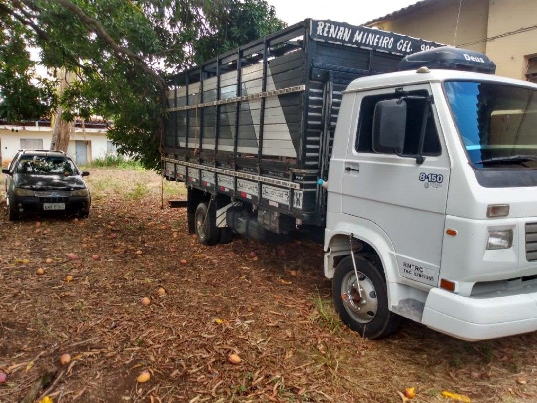 Polícia prende quadrilha de roubo de gado em São Paulo 3