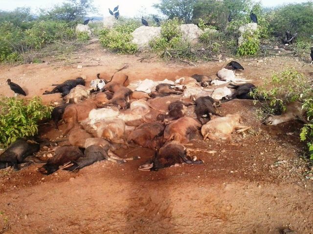 Queda de raio mata animais e Currais Novos