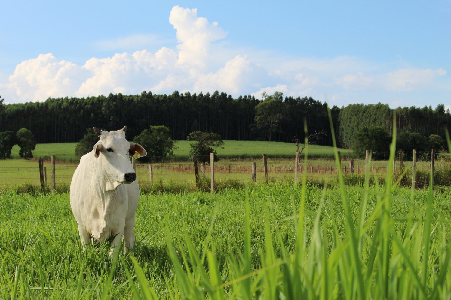 Metade das fazendas de pecuária pode desaparecer em 20 anos, aponta estudo