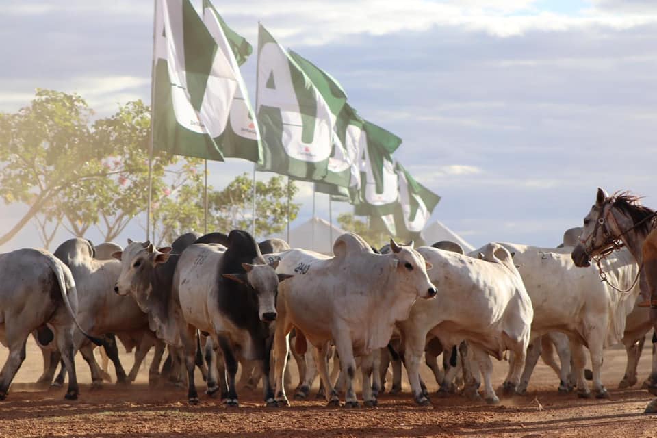 Touros AJ Referência em raça precocidade e fertilidade