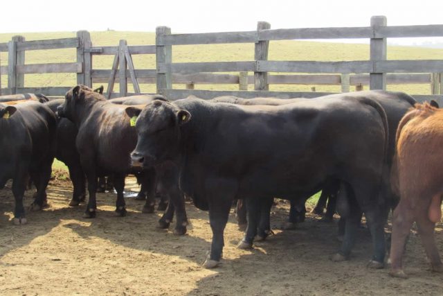 Touros-Angus-participantes-da-11a-Prova-de-Desempenho-da-Casa-Branca