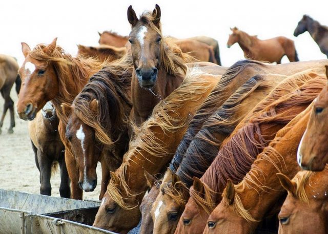 cavalo cocho
