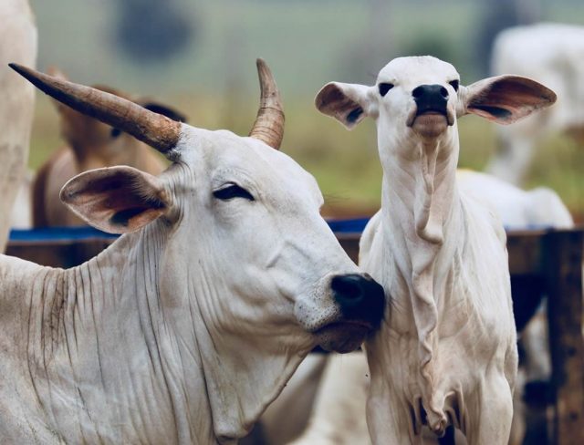 bezerro e vaca - Faz Elge 2