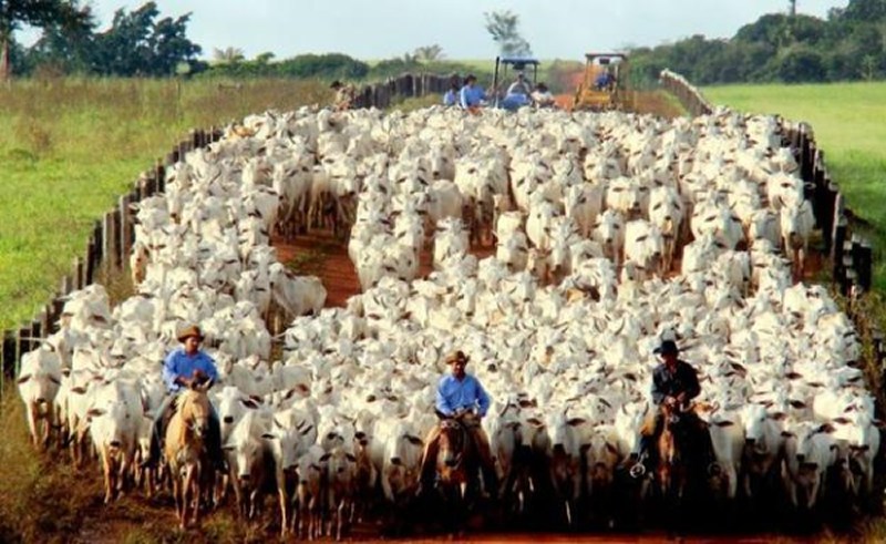 MT possui o maior rebanho bovino do país pelo sexto ano