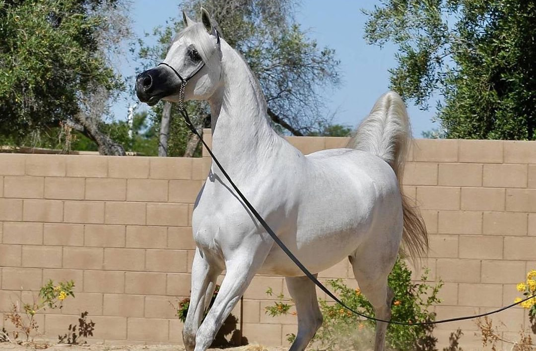 cavalo arabe branco