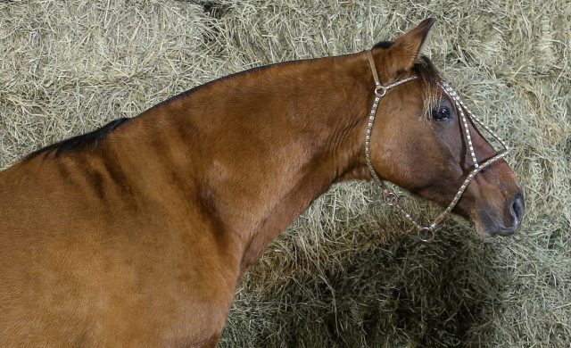 cavalo crioulo cavalo crioulo