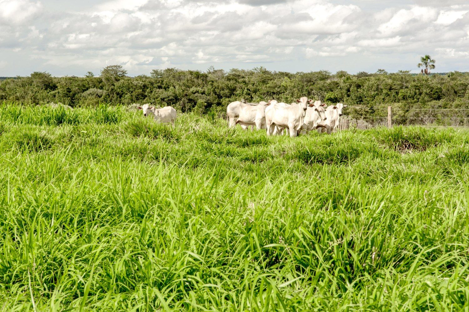 cultivar BRS Tamani a campo e em pastejo - pastagem