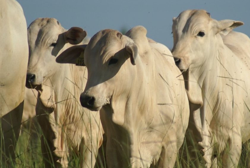 fase de cria na pecuaria de corte