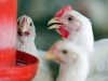 frangos-corte-bebedouro-Auster-Nutricao-adequada-minimiza-efeitos-de-estresse-termico-em-aves-de-corte-recuperando-a-produtividade-