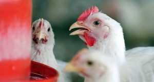 Aves reprodutoras exigem nutrição especial para potencializar multiplicação do plantel
