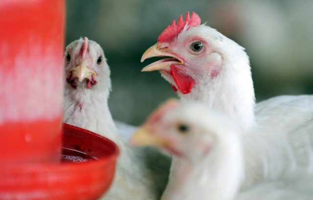 frangos-corte-bebedouro-Auster-Nutricao-adequada-minimiza-efeitos-de-estresse-termico-em-aves-de-corte-recuperando-a-produtividade-