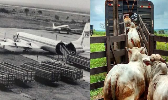 gado vivo avião