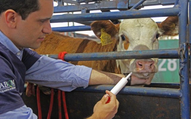 Iniciativa da ABQM promove cuidados aos bovinos participantes de provas equestres Iniciativa da ABQM promove cuidados aos bovinos participantes de provas equestres