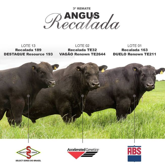 leilao recalada touros angus