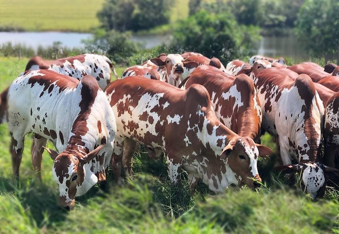 novilhas Nelore Pintada de Vermelha PO