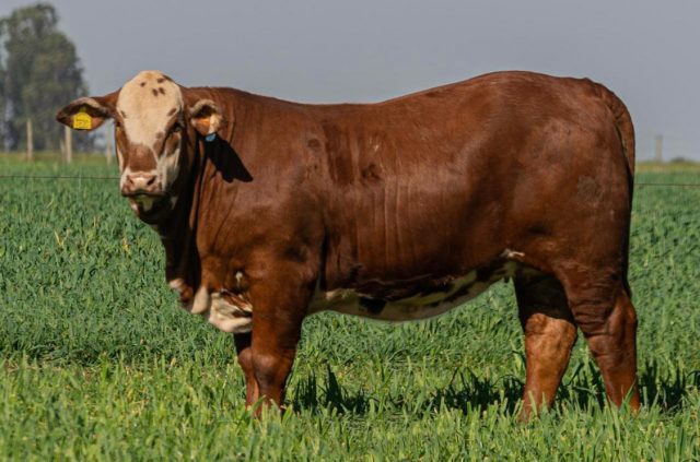 novilhas da raca braford -fazenda esperanca 1
