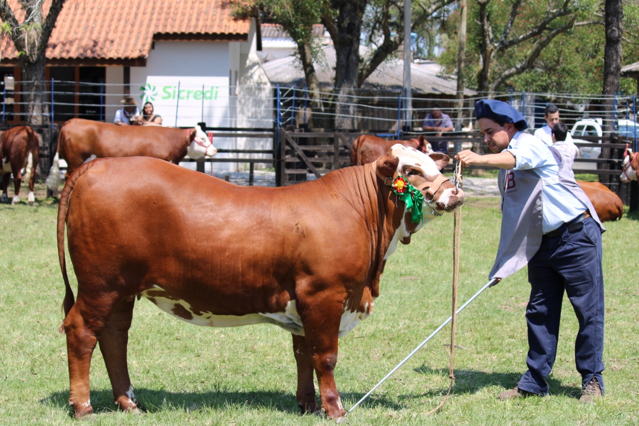 novilhas da raca braford -fazenda esperanca 2